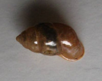 Moulinsia fusca erythrostoma, (Möllendorf, 1890)